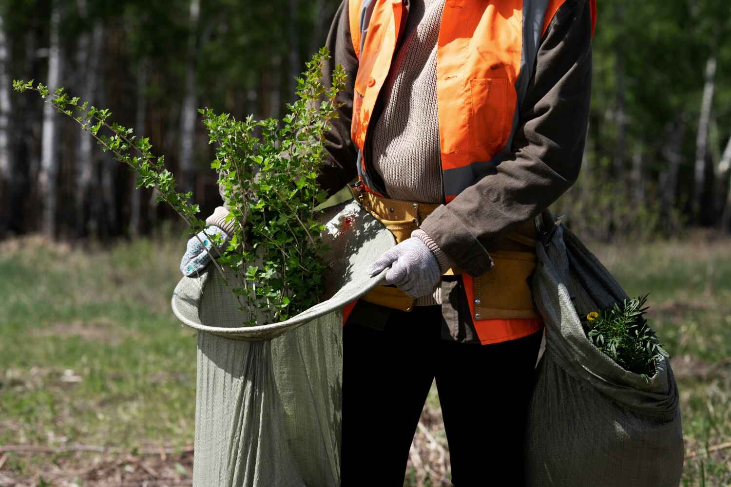 The Steps Involved in Our Tree Care Process in Hazardville, CT